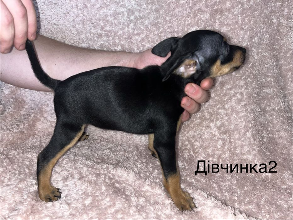 Цвергпінчер цуценятка