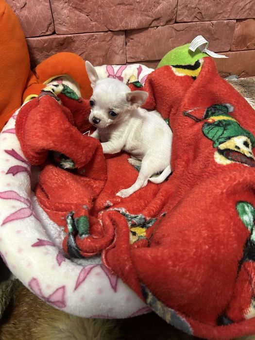 Mini chłopiec Chihuahua z rodowodem