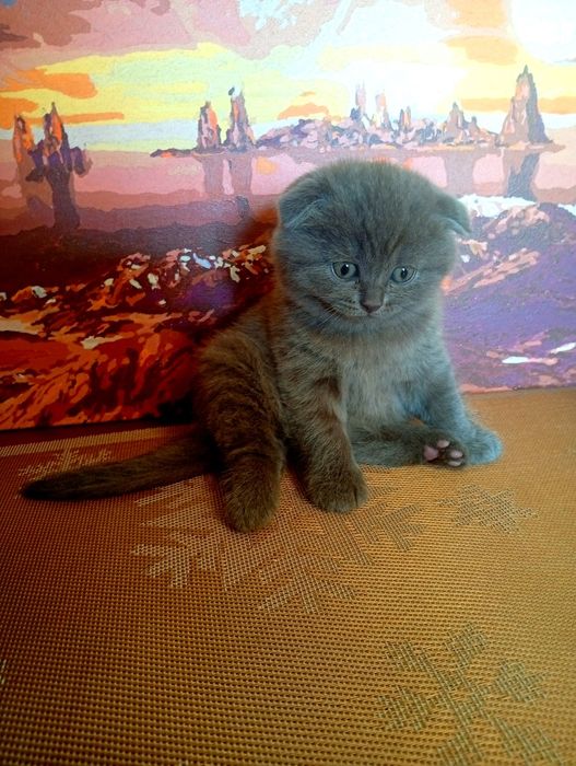 Котенята висловухі шотландці