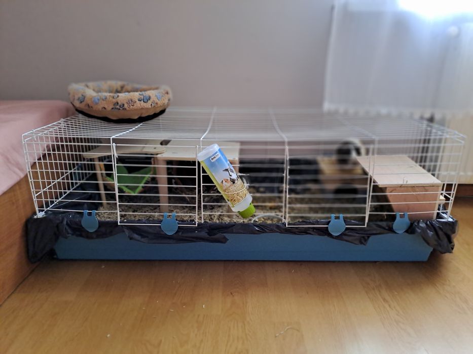 Świnki morskie oddam