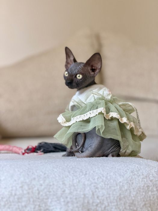 Sfinks Sphynx kanadyjski kotka