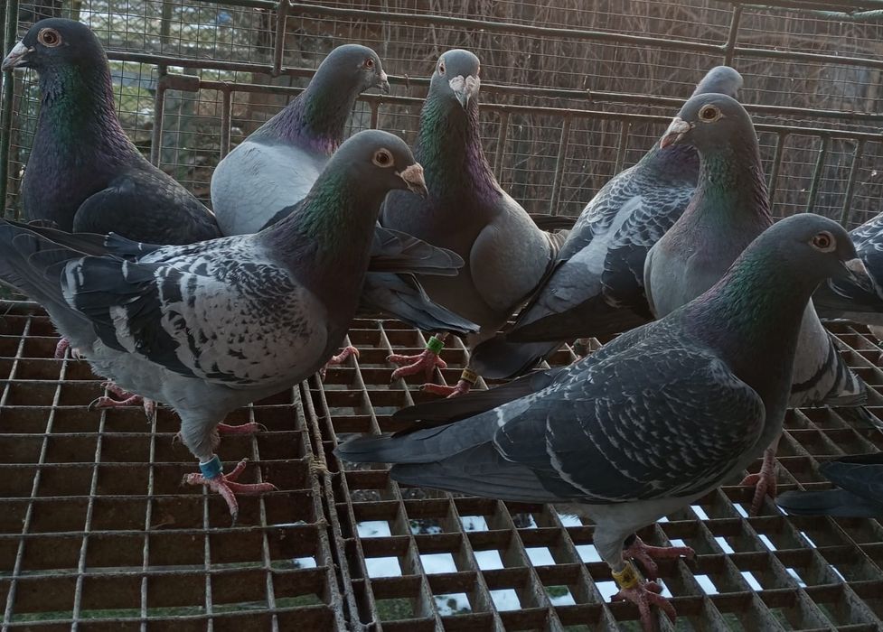 Sprzedam gołębie pocztowe