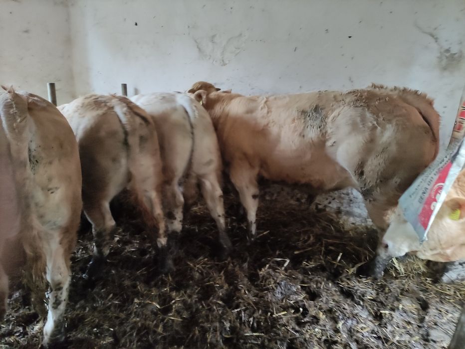 Byczki Blonde d'aquitaine