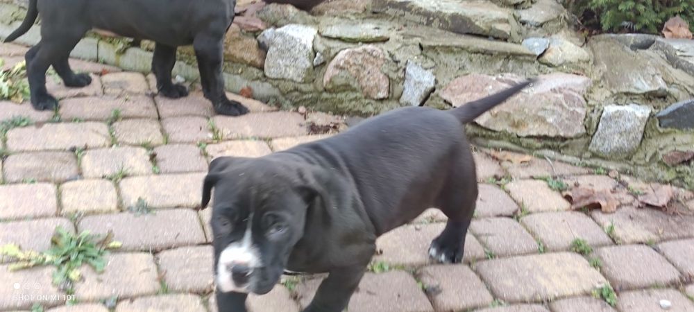 Amstaff szczenię z metryką