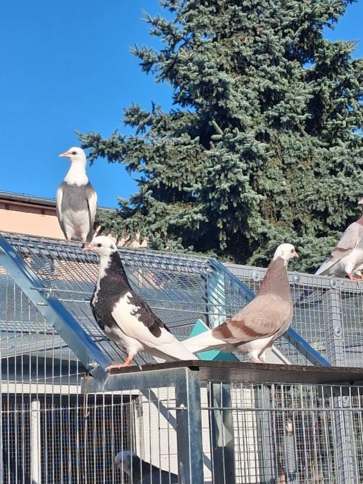 Gołębie rollery, Gołębie zamojskie 40 zł sztuka
