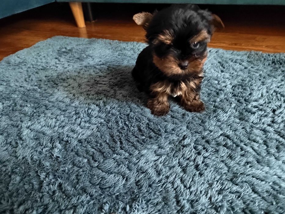 Yorkshire Terrier, York