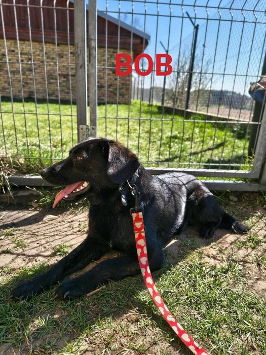 Pieski do adopcji