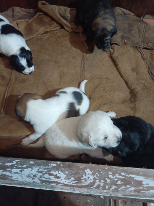 Щенки Лобрадора.