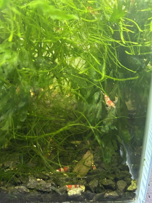 Krewetki red crystal