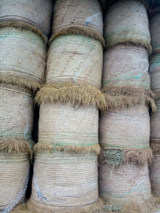 Siano  belki 125 dla koni  cielaków