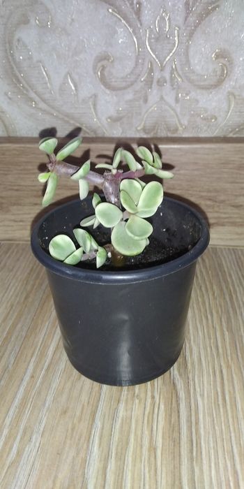 Крассула,грошове дерево,портулакарія