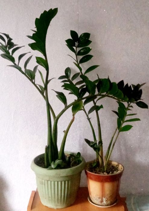 Замиокулькас. Рео. Каланхоэ. Толстянка.