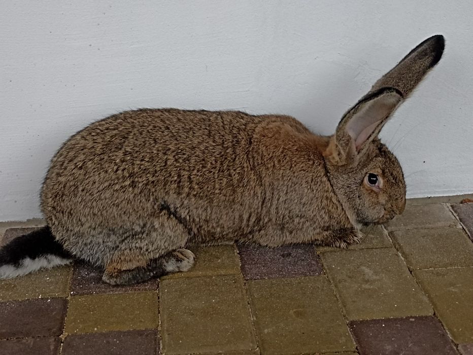 Кролі, кролики..