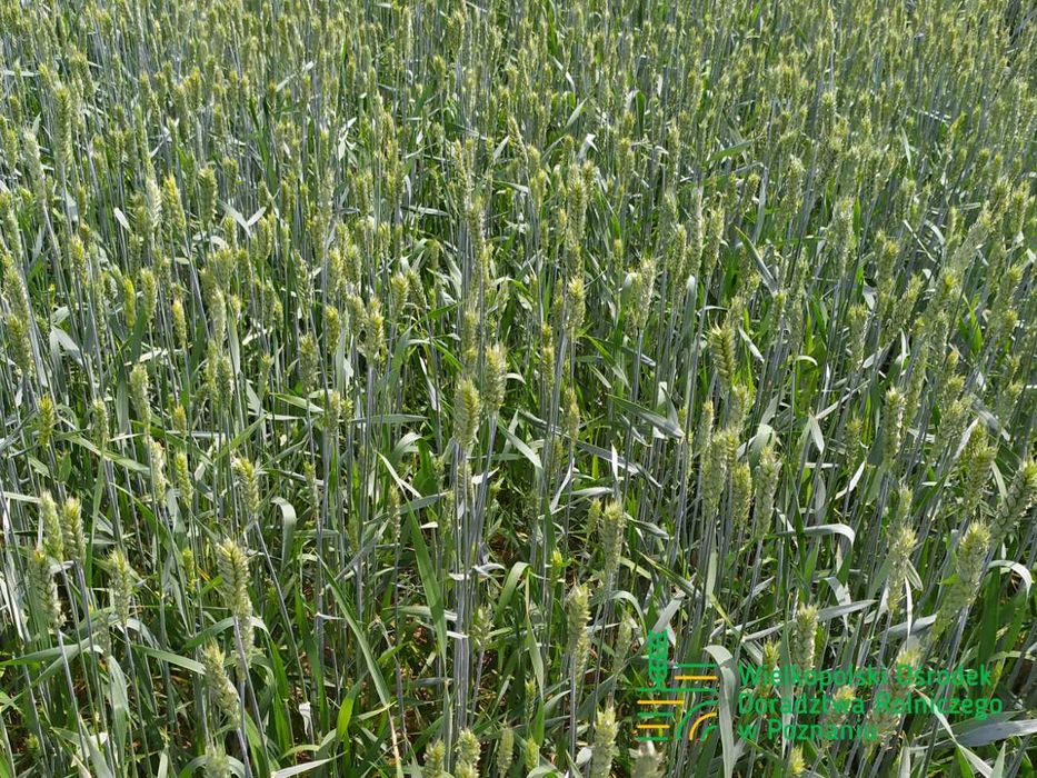 Pszenica Jara JUTRZENKA C/1 Materiał Kwalifikowany