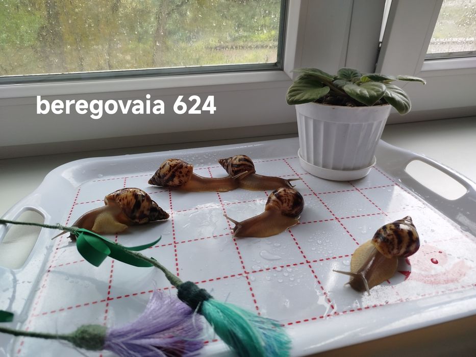 Продаются малыши Ахатины Ретикулята Стандарт.