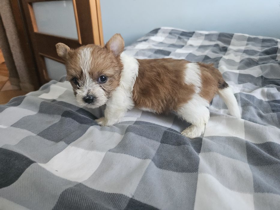 Yorkshire terrier piesek