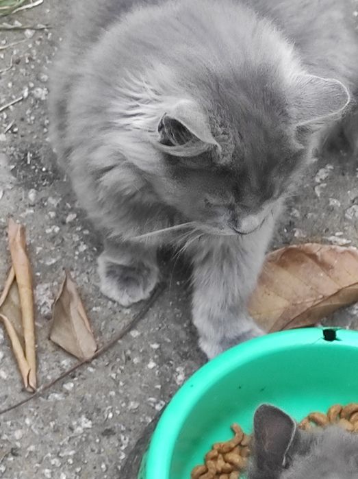 Віддам кошенят в гарні руки.