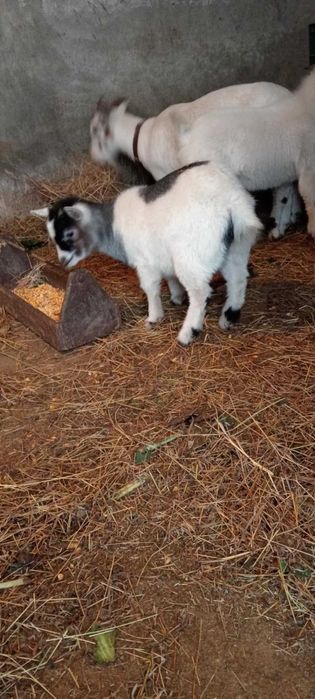 Casal de cabrinhas anãs