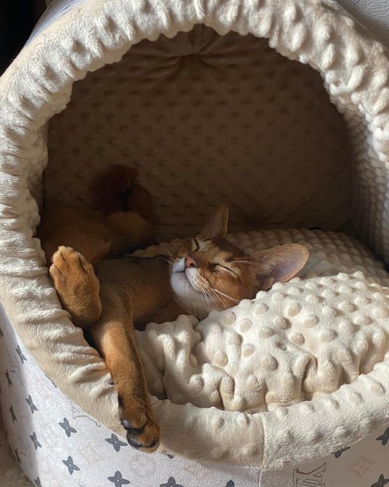 Абісинські кошенята