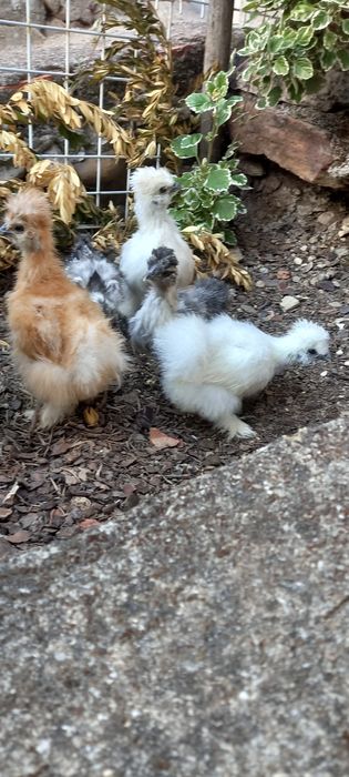 Sedosas do japao  barbudas