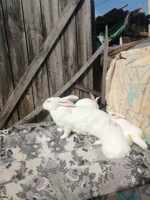 Домашние жывотные