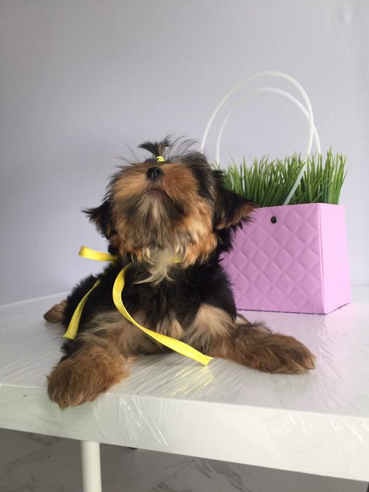 Йорки гарнесенькі