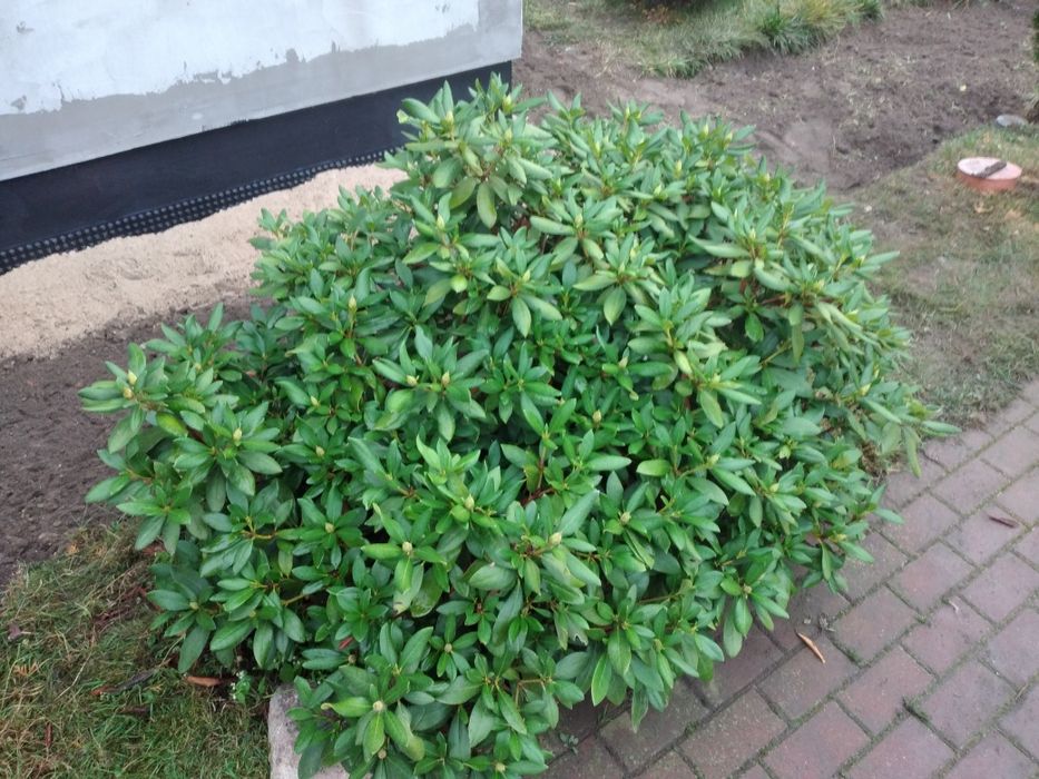 Rododendron-Rożanecznik