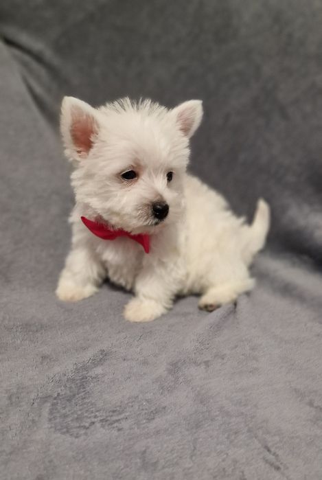 West Highland White Terrier Piesek
