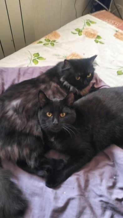 Стерилізовані кішка і котик шукають родини