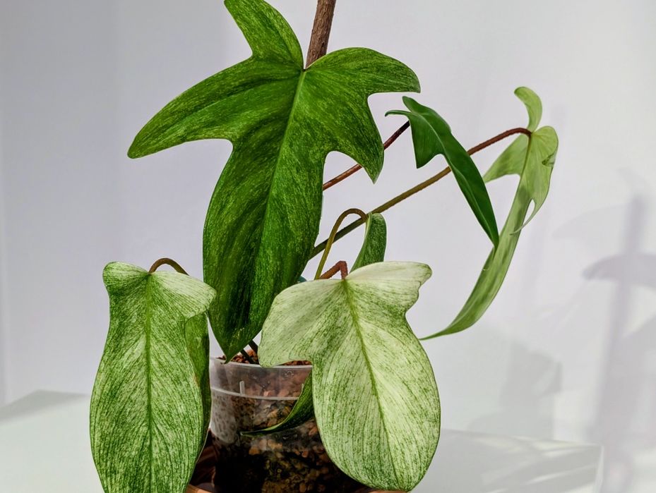 Filodendron Florida ghost philodendron