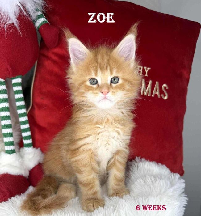 Koteczka maine coon ruda klasyczna   cudowne łagodne olbrzymy