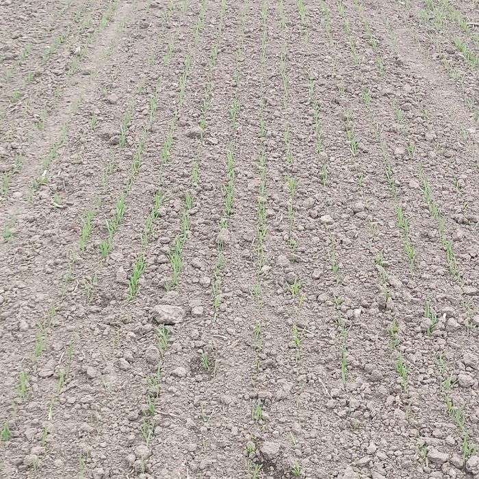 Сівалка юко 2.5м