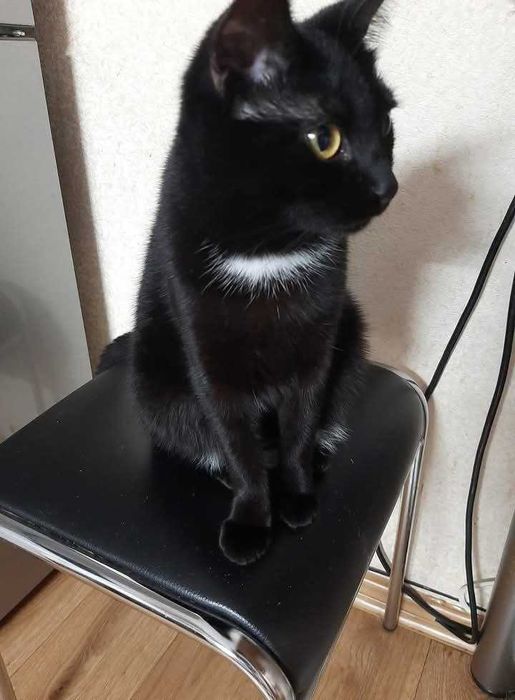 Молоденькі та мініатюрні чорняві красуні) Бонус - мають паспорт тощо!