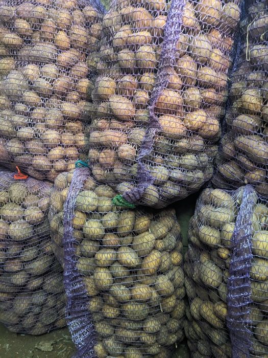 Картопля для худоби