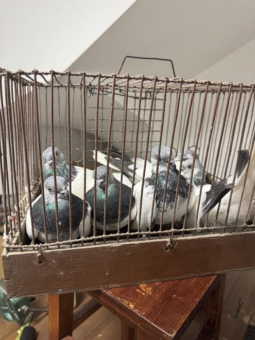 Budapeszty Konczate Gołąb Gołębie Ostatnia Samica