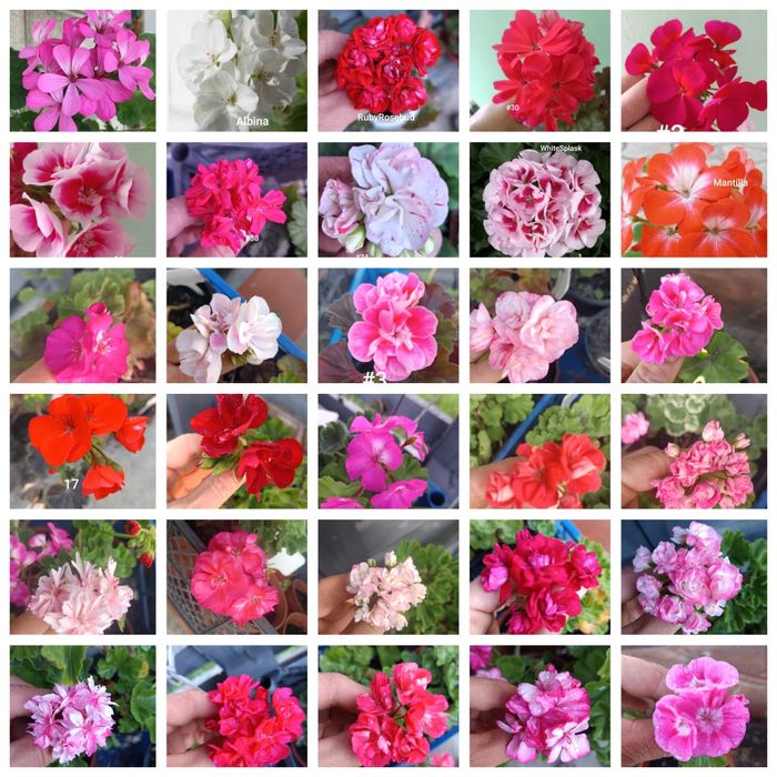 Пропоную свіжозрізи пеларгонії