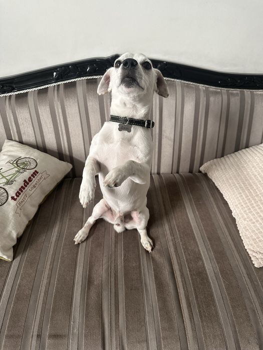 Вʼязка Джека Рассел Терʼєр