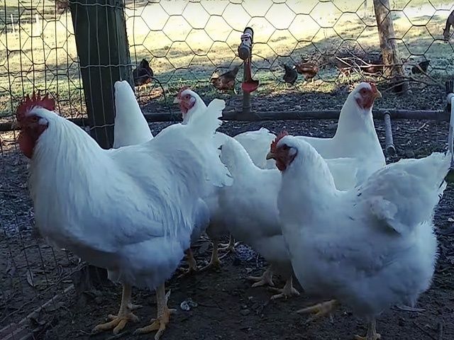 Яйце на інкубацію від породистих курей.Плімутрок білий,золото,срібло.