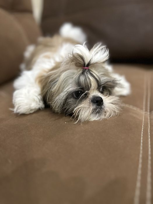 Продам цуценят породи Ши-Тцу