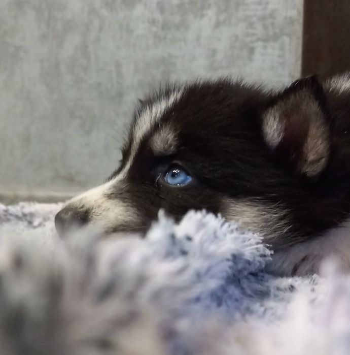 Щенята Сибірської Хаскі