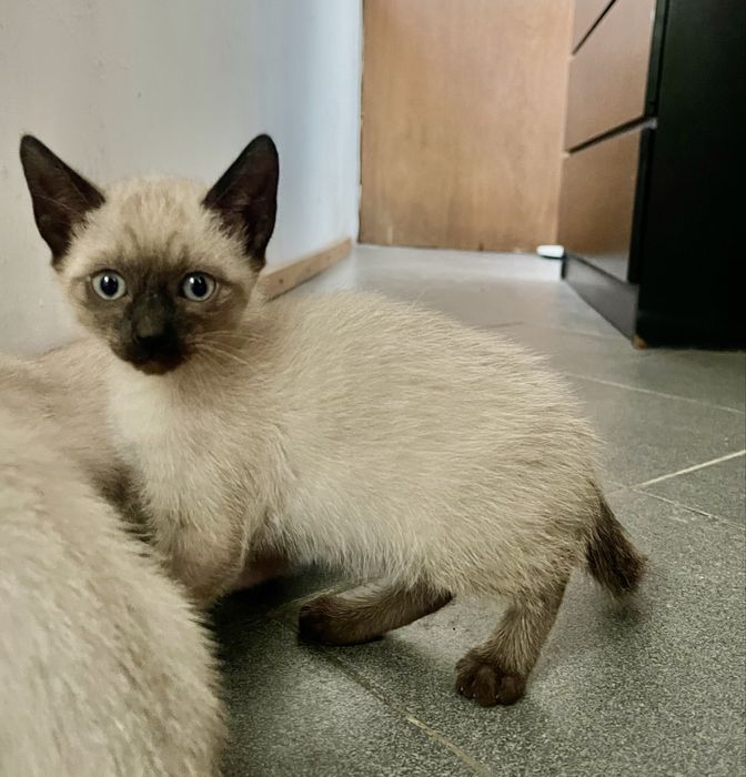 Dou gatos bebes com 2 meses