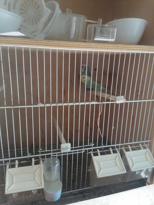 gaiolas/vivieiros para pássaros (criação)