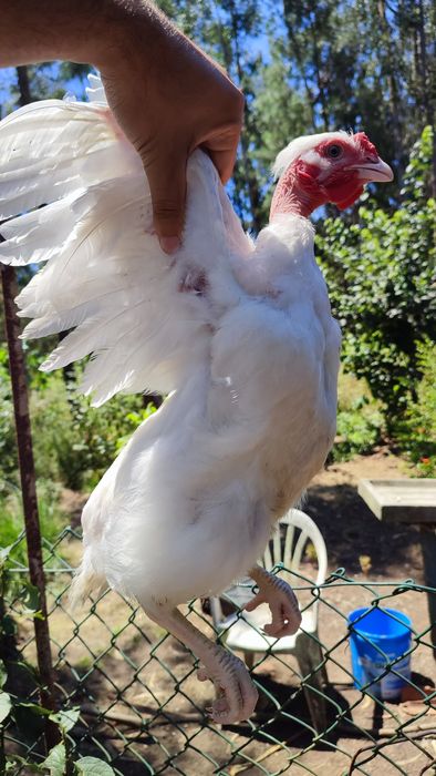 Casal galo galinha (frangos do campo)