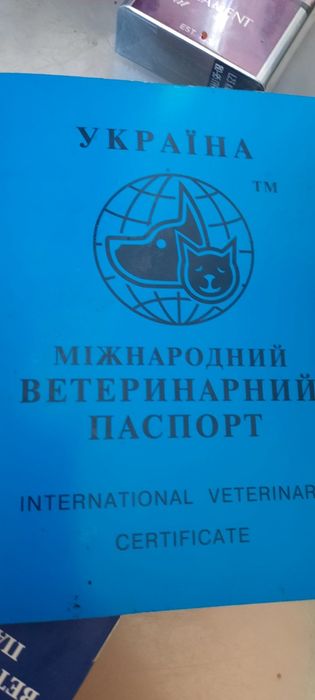 Канадский сфинкс для вязки