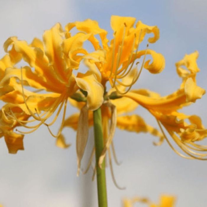 Зефірантес,лікорис і різні другі рослини