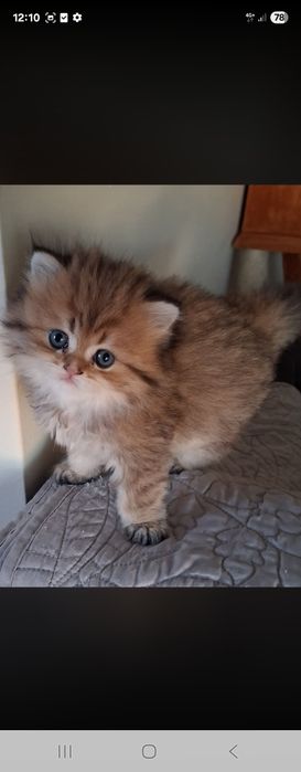 Gatinho Brittich golden