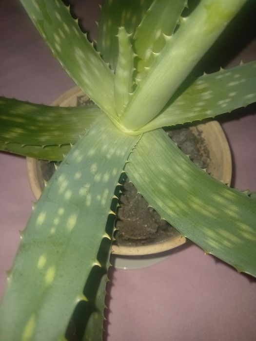 Алоє багаторічне Алоє-Вера