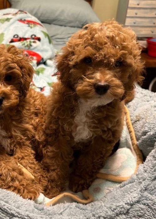 Мальтипу хлопчик чекає на люблячу родину Мальтипу міні Мальтипу ф1