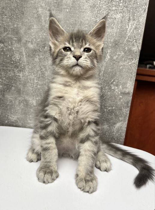 Kocurek Maine Coon