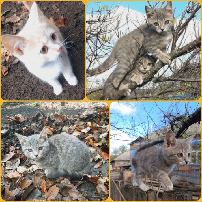 Отдам в хорошие руки. Бесплатно